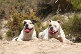 BOULEDOGUE AMERICAIN 425
